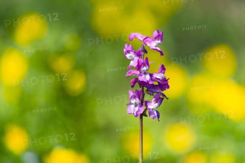 Hollow larkspur
