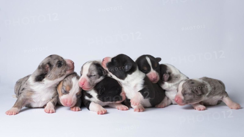 Ten days old excellent puppies of the Welsh Corgi Pembroke