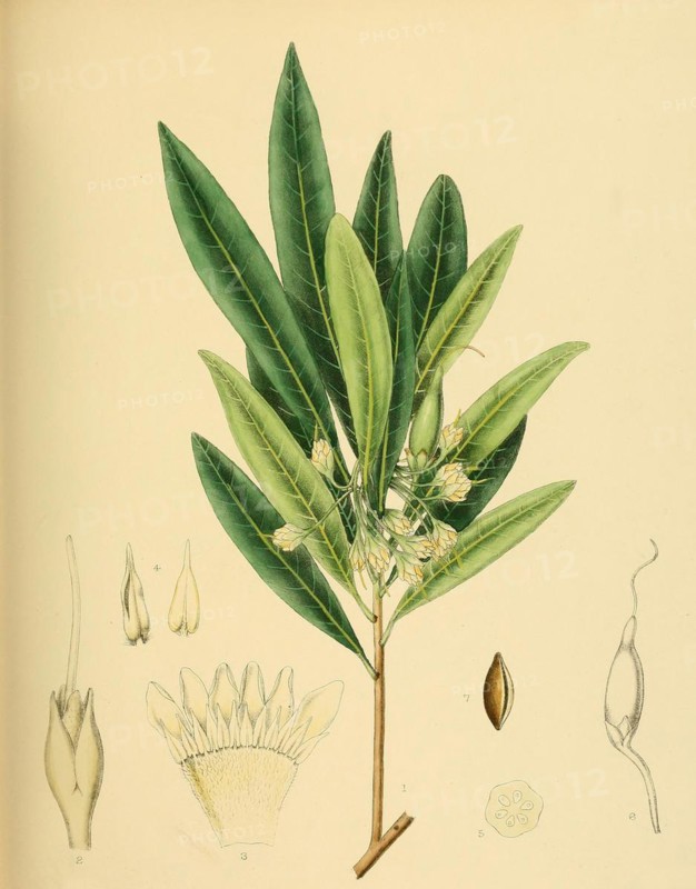 Bassia neriifolia