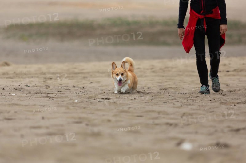 The owner is walking his dog through the desert. Summer