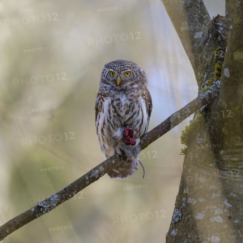 Pygmy Owl