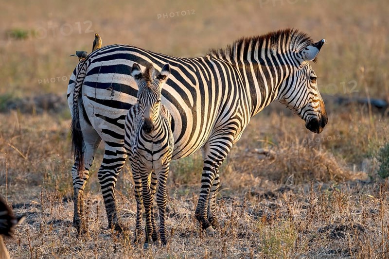 Plains Zebra of the subspecies crawshay's zebra