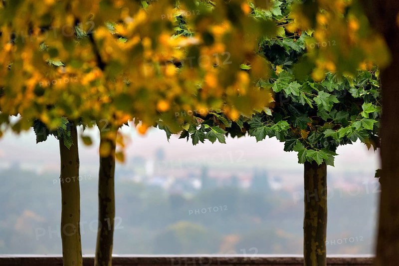 Autumnally coloured trees on the castle terrace