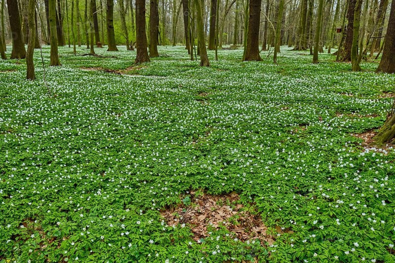 The Lasker Auenwald nature reserve in the Sorbian settlement area in spring