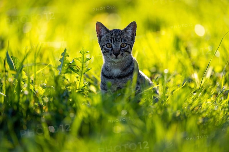 European domestic cat
