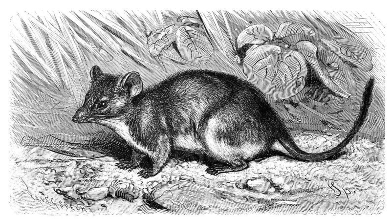 Yellow-footed Pouched-Mouse