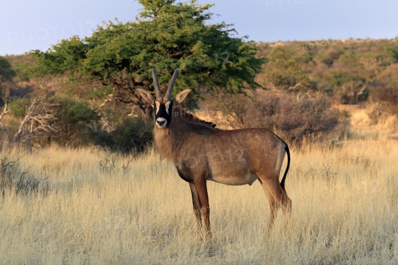 Roan antelope