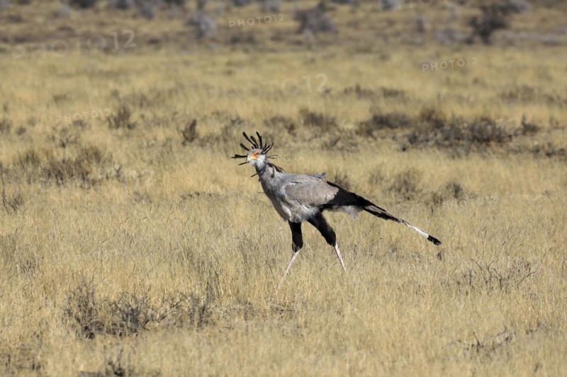Secretary bird
