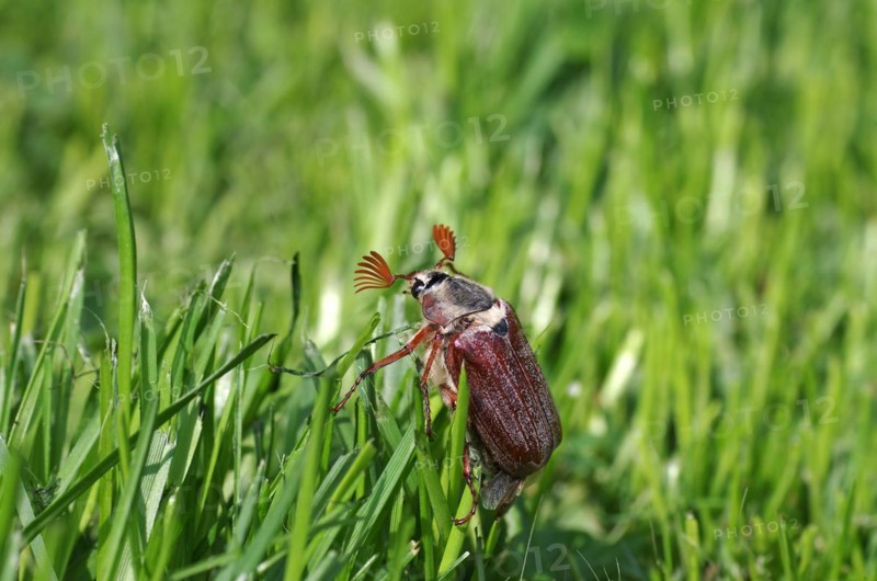 Field cockchafer