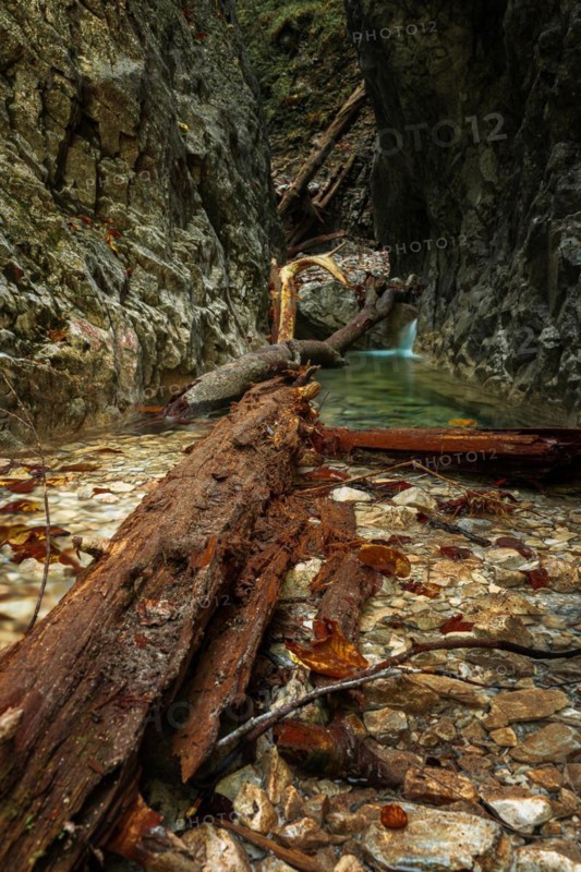 Beautiful gorge with water and trees in the water in the Slovak Paradise National Park. Slovakia