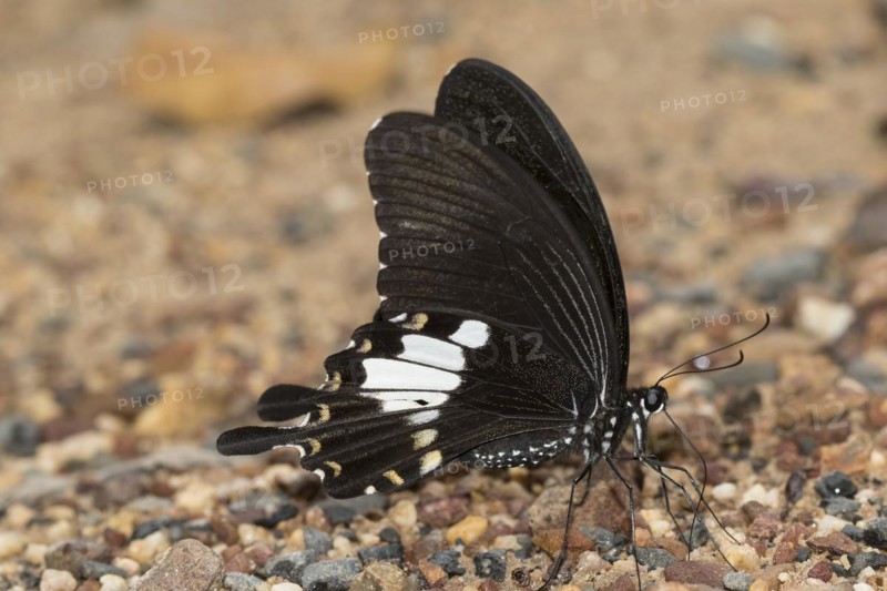 Common mormon