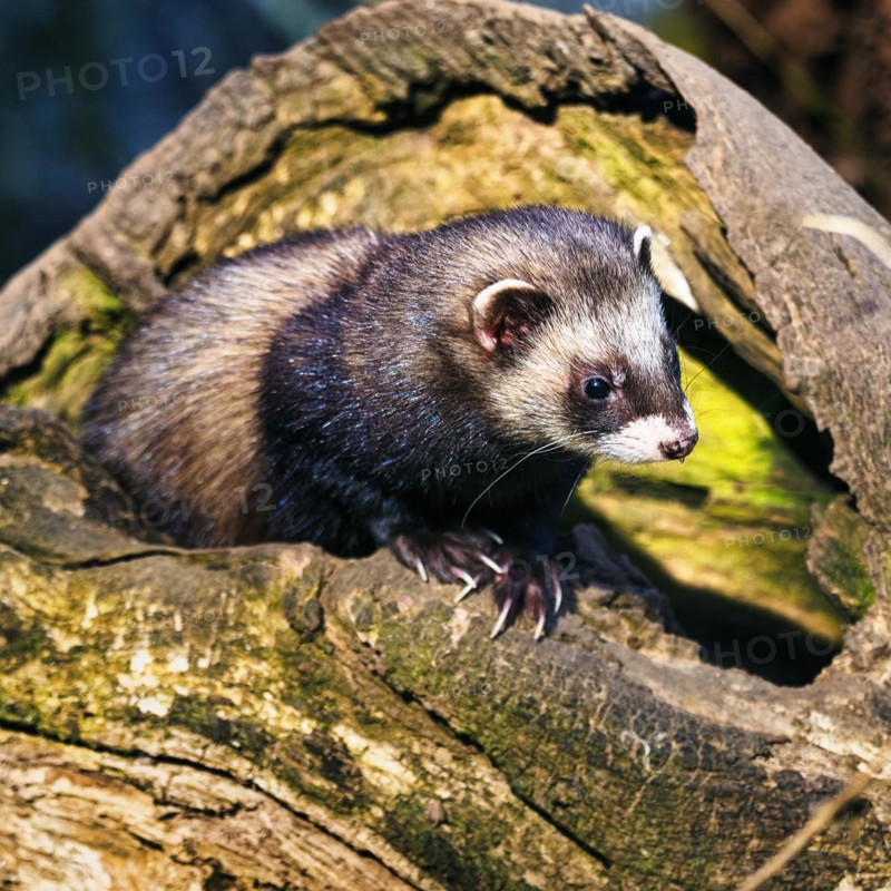 European polecat