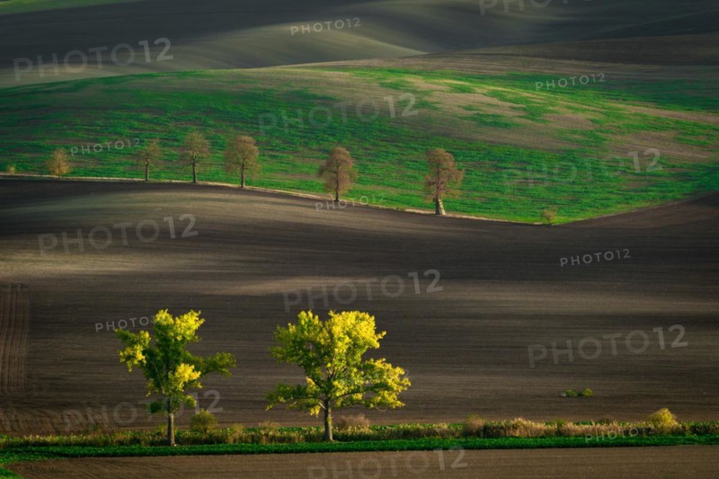 The famous oak alley of the Moravian fields in the golden hour. Czech Republic
