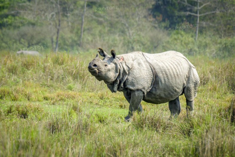Great Indian Rhino