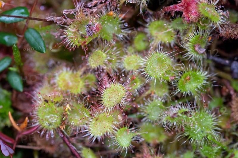 Common sundew
