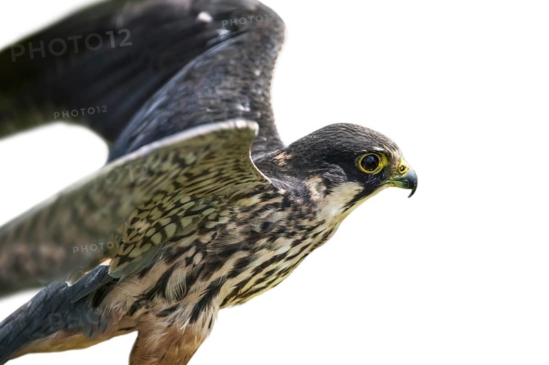 Eurasian hobby