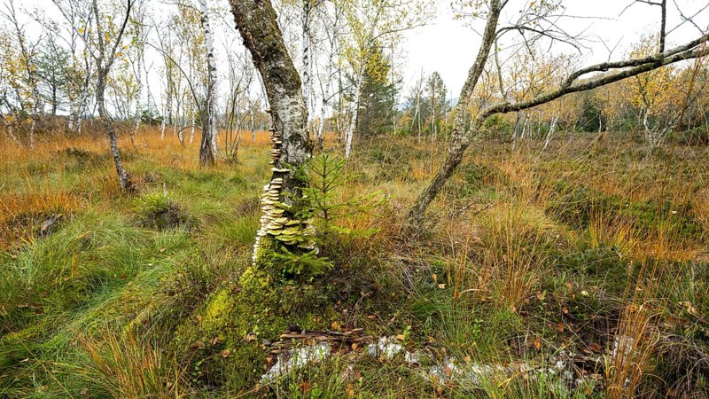 Autumn in the Kendlmuehlfilzen high moor