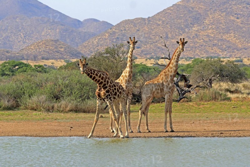 Southern giraffe