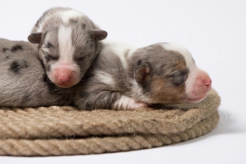 Ten days old excellent puppies of the Welsh Corgi Pembroke