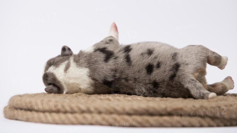 Ten days old excellent puppies of the Welsh Corgi Pembroke