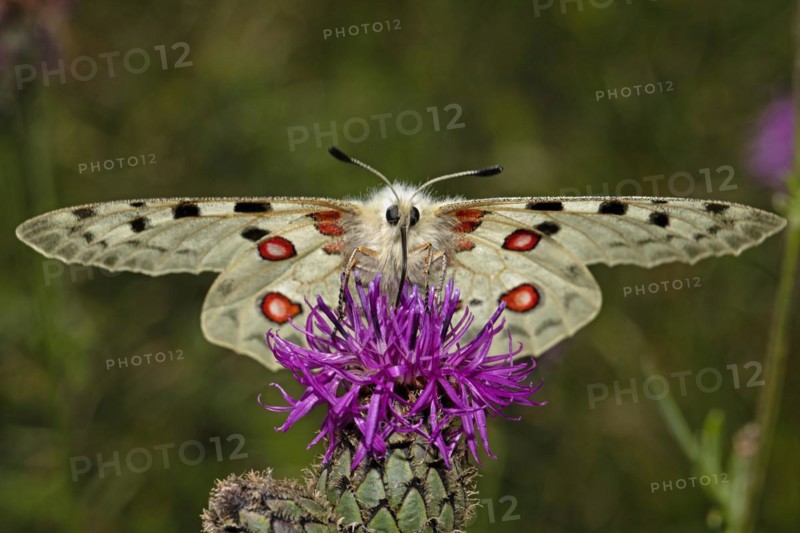 Apollo butterfly with open wings sitting on purple flower sucking looking from the front