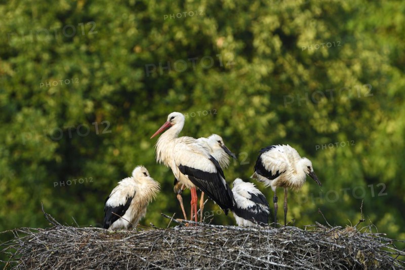 White Stork