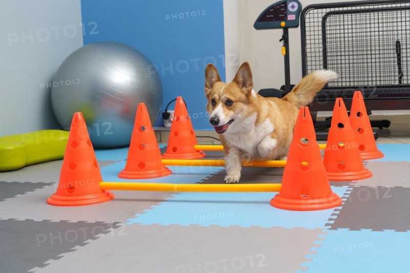 Dog rehabilitation under human care. Animal health