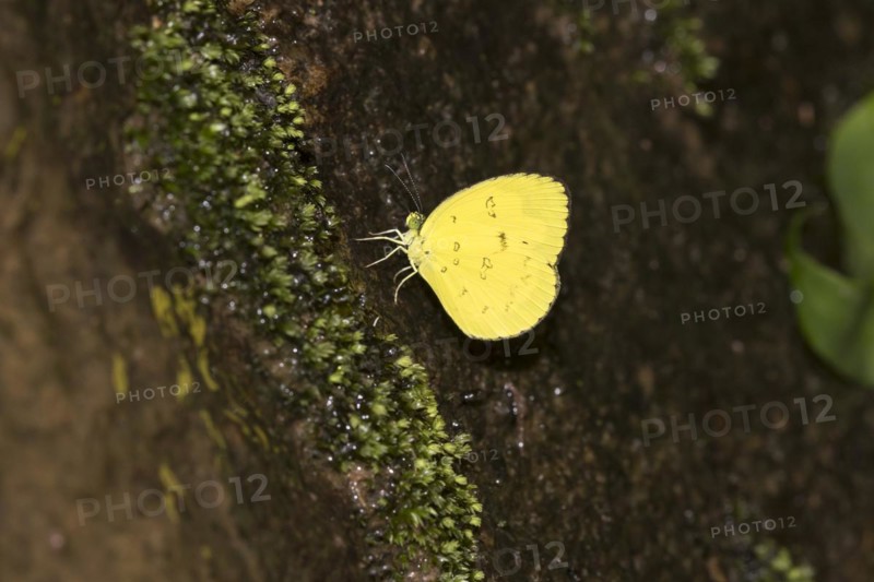 Whitefly