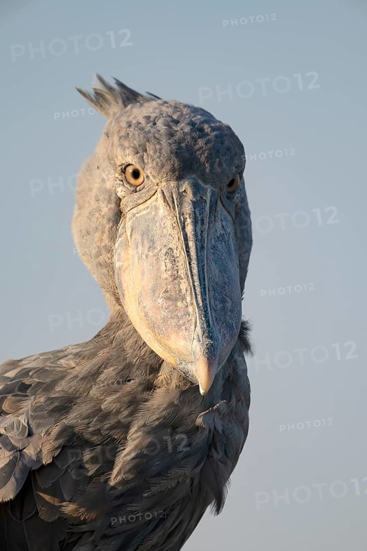 Shoebill