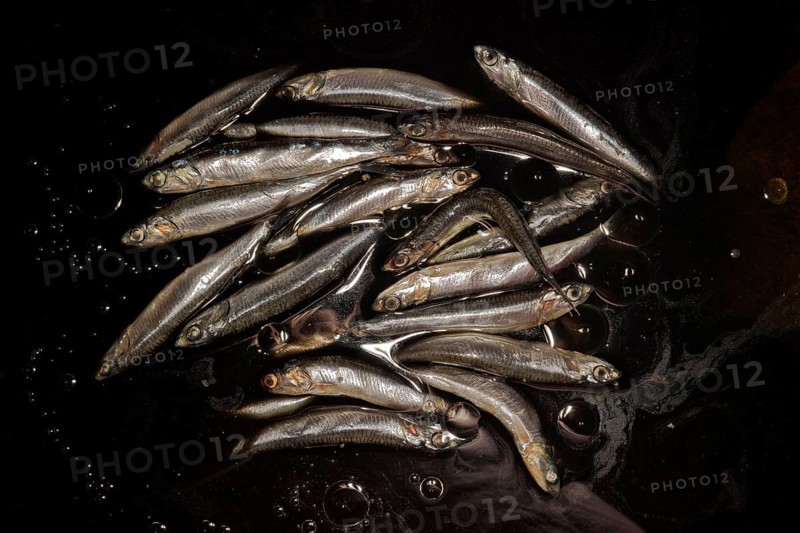 Symbolic image for oil pollution of the seas