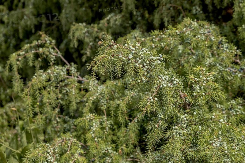 Common juniper
