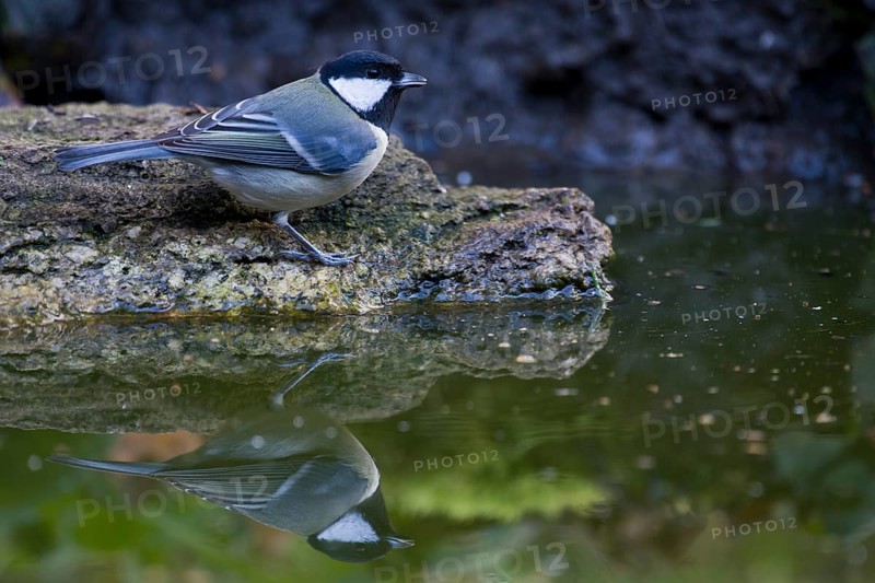 Great Tit