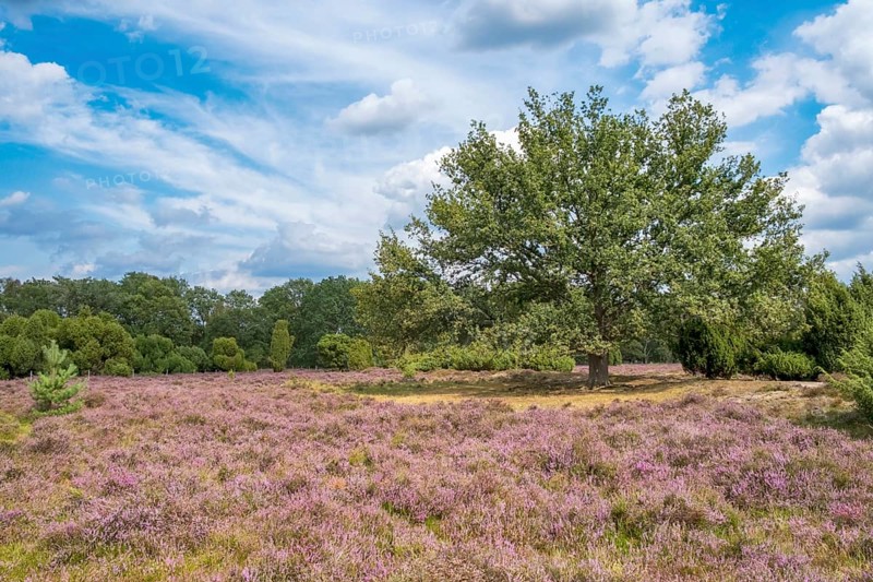 Buurserzand Nature Reserve