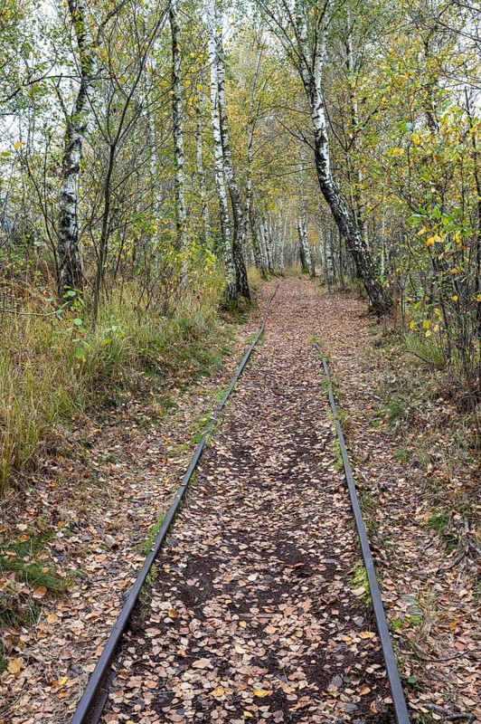 Autumn in the Kendlmuehlfilzen high moor