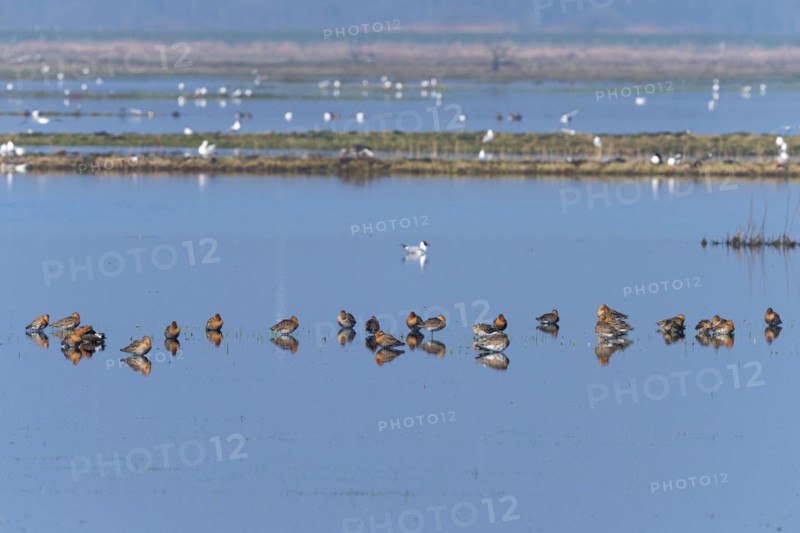 Black-tailed Godwit