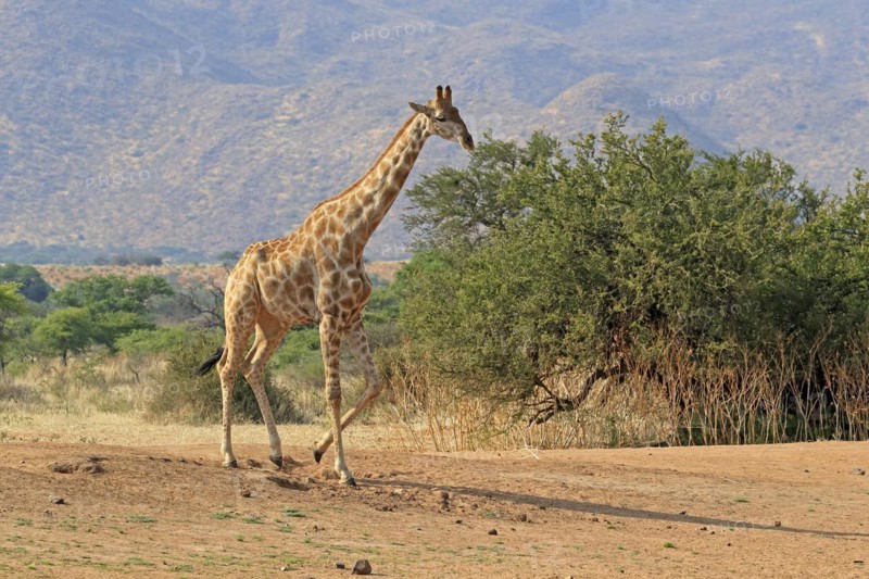 Southern giraffe
