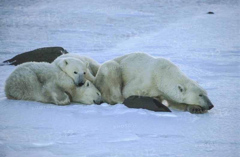 Polar bear