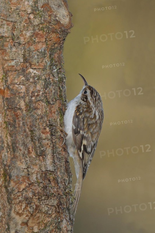 Eurasian treecreeper