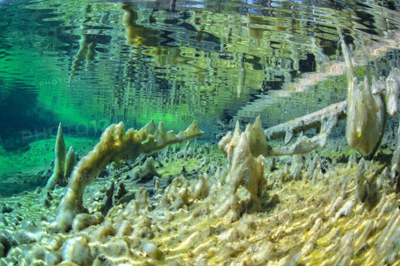 Underwater photo of the spring pool