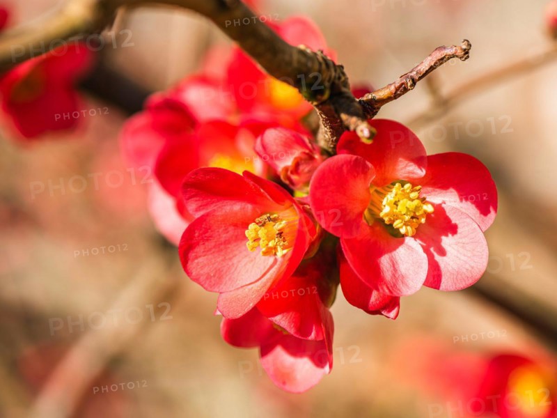 Japanese quince