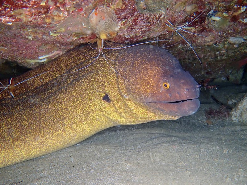 Yellow-edged moray