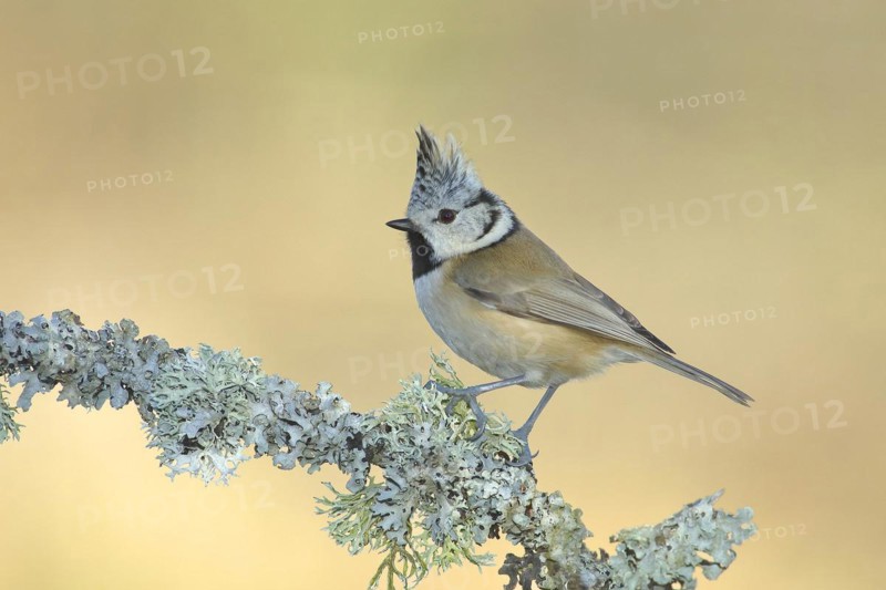 Crested tit