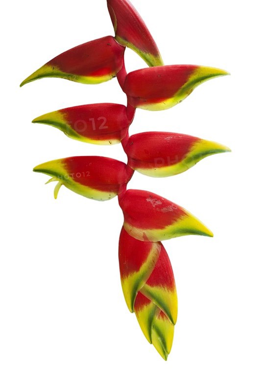 hanging lobster claw