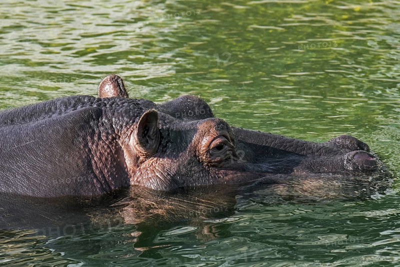 Submerged common hippopotamus
