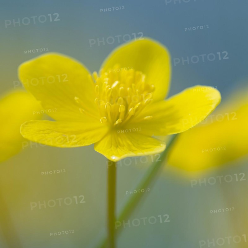 Marsh marigold