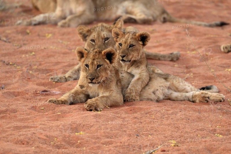 Lion