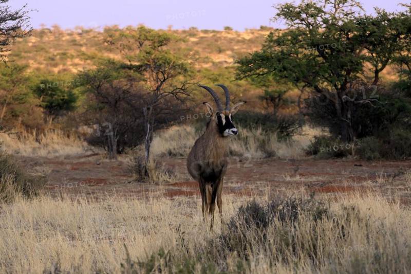 Roan antelope