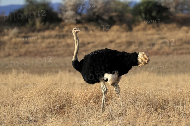 South African ostrich
