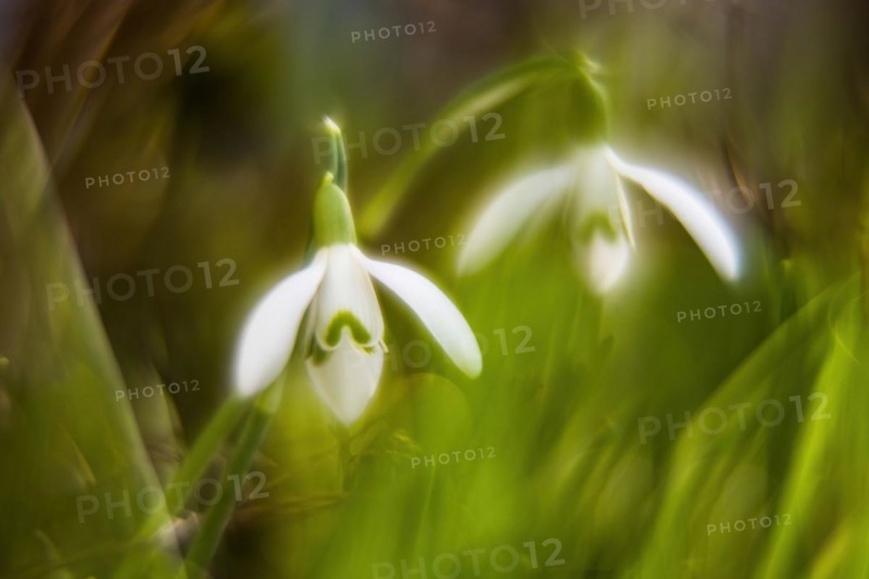 Common snowdrop