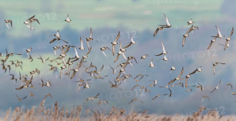 Grey Plover